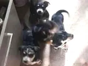 Cachorro ra a indefinida idade 2 a 6 meses nome sem nome