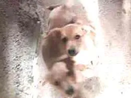 Cachorro ra a indefinida idade 2 a 6 meses nome sem nome
