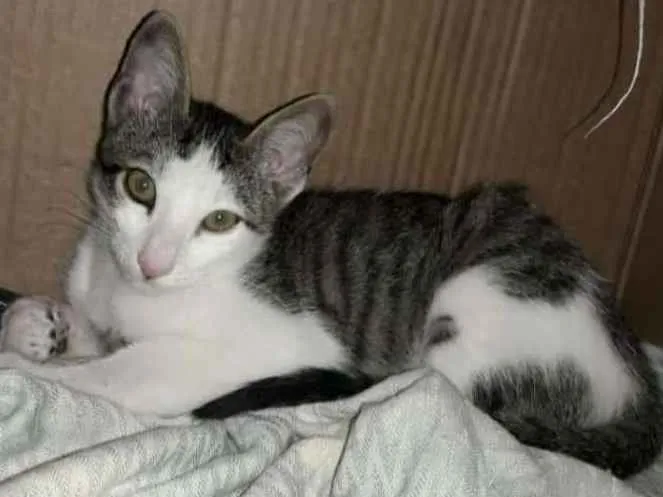 Gato ra a sem raça  idade 2 a 6 meses nome Sem nome