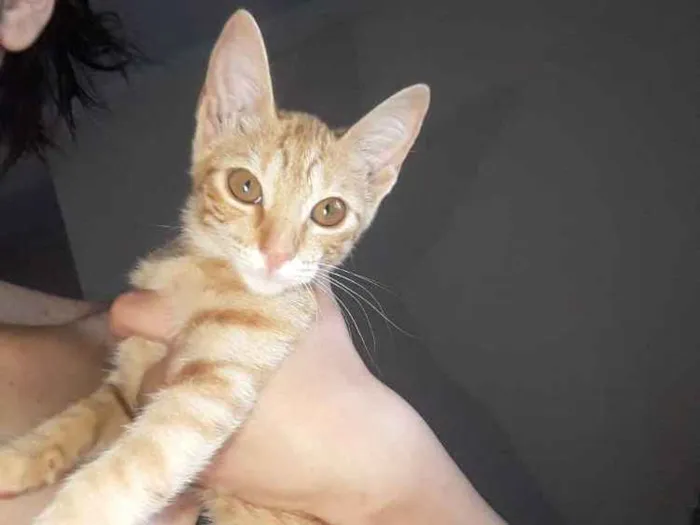 Gato ra a sem raça  idade 2 a 6 meses nome Sem nome