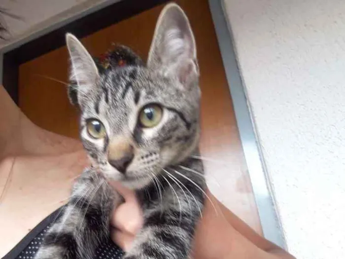 Gato ra a sem raça  idade 2 a 6 meses nome Sem nome