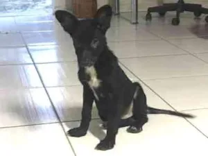 Cachorro raça Desconhecida idade 2 a 6 meses nome Nao tem nome