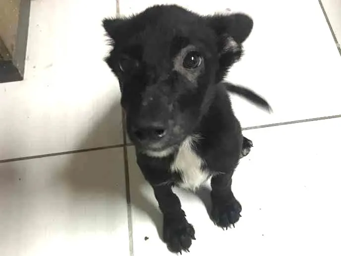 Cachorro raça Desconhecida idade 2 a 6 meses nome Nao tem nome