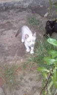 Gato