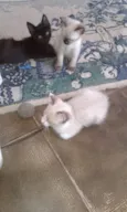 Gato