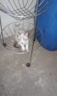 Gato