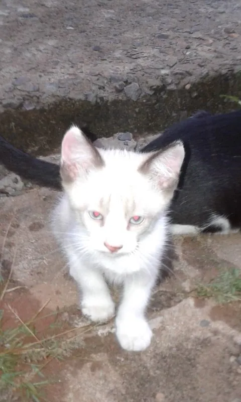 Gato ra a SRD idade Abaixo de 2 meses nome Gato