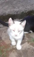 Gato