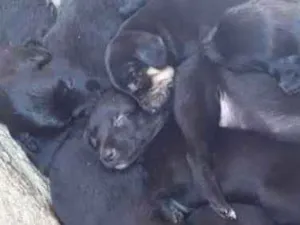 Cachorro raça Vira lata idade Abaixo de 2 meses nome Filhotes sem nome
