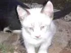 Gato raça SRD idade Abaixo de 2 meses nome Gato