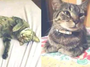 Gato raça srd idade 4 anos nome tigrão mimi