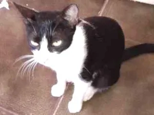 Gato raça SRD idade 7 a 11 meses nome Lindinha