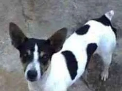 Cachorro raça Paulistinha idade 2 anos nome Nino