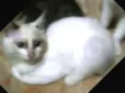 BLANCA