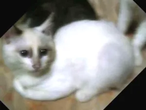 Gato raça RAÇA INDEFINIDA idade 2 a 6 meses nome BLANCA
