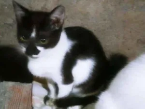 Gato raça RAÇA INDEFINIDA idade 2 a 6 meses nome RAVENA
