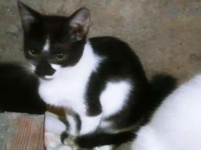 Gato ra a RAÇA INDEFINIDA idade 2 a 6 meses nome RAVENA