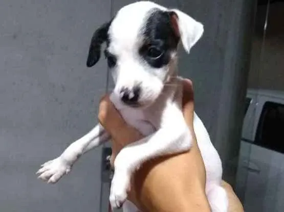 Cachorro ra a Sem raça idade 2 a 6 meses nome Panda