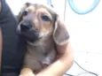 Pacçoca