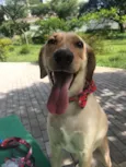 Princesa
