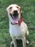 Princesa