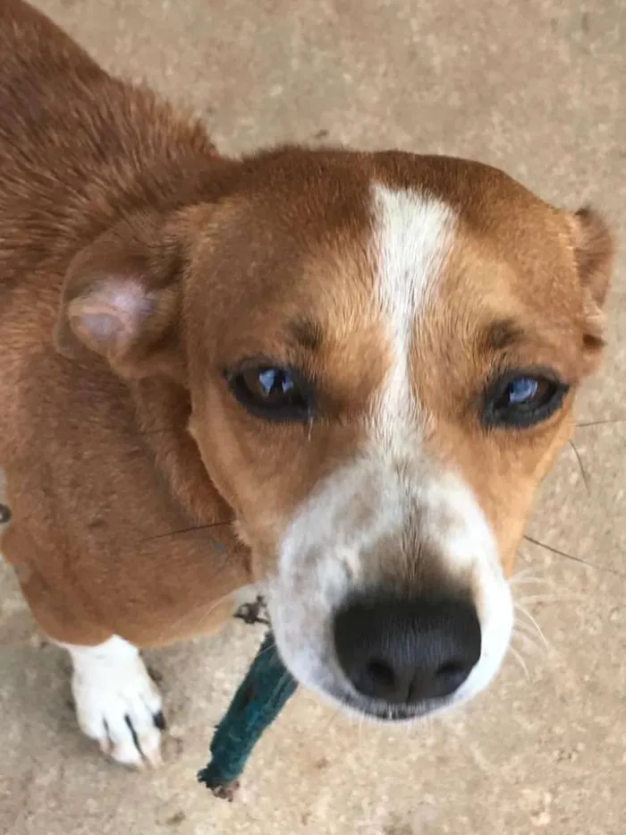 Cachorro ra a Vira lata idade 2 anos nome Atena