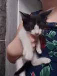 Filhotinhos