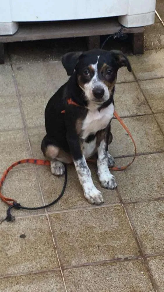 Cachorro ra a Misturado idade 2 a 6 meses nome Ballinha