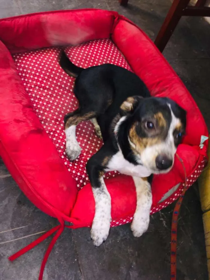 Cachorro ra a Misturado idade 2 a 6 meses nome Ballinha