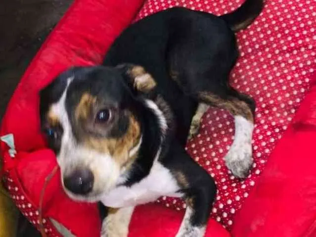 Cachorro ra a Misturado idade 2 a 6 meses nome Ballinha