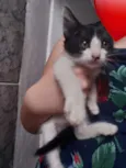 Filhotinhos