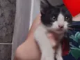 Filhotinhos
