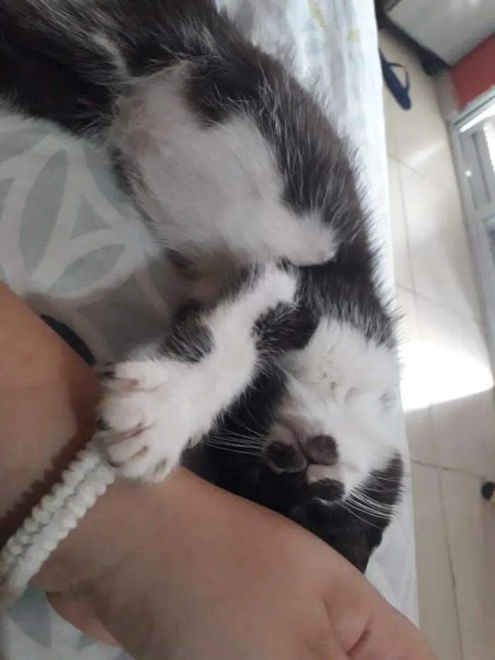 Gato ra a  idade 7 a 11 meses nome Lility