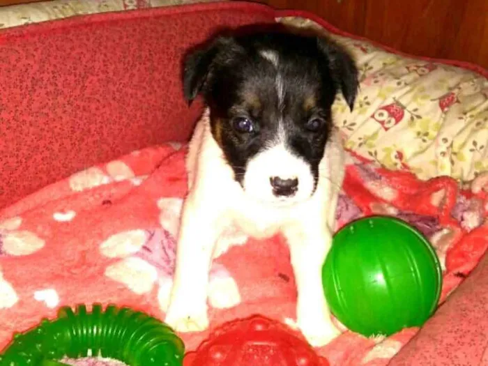 Cachorro ra a  idade Abaixo de 2 meses nome Filhotes Sueli 