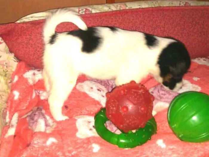 Cachorro ra a  idade Abaixo de 2 meses nome Filhotes Sueli 