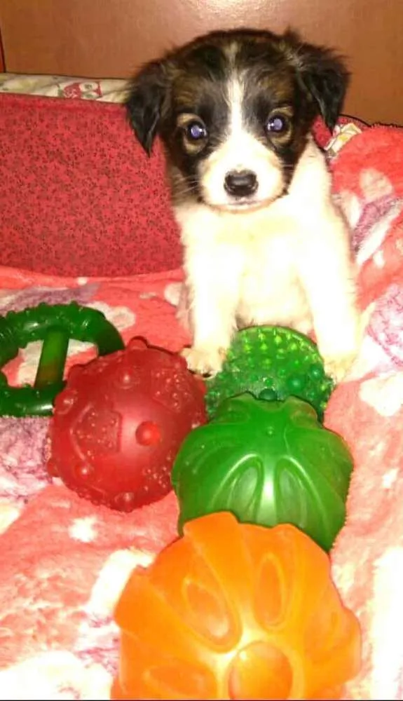 Cachorro ra a  idade Abaixo de 2 meses nome Filhotes Sueli 
