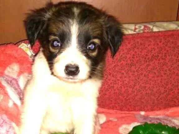 Cachorro ra a  idade Abaixo de 2 meses nome Filhotes Sueli 