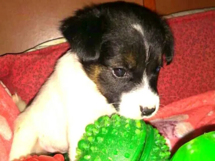 Cachorro ra a  idade Abaixo de 2 meses nome Filhotes Sueli 