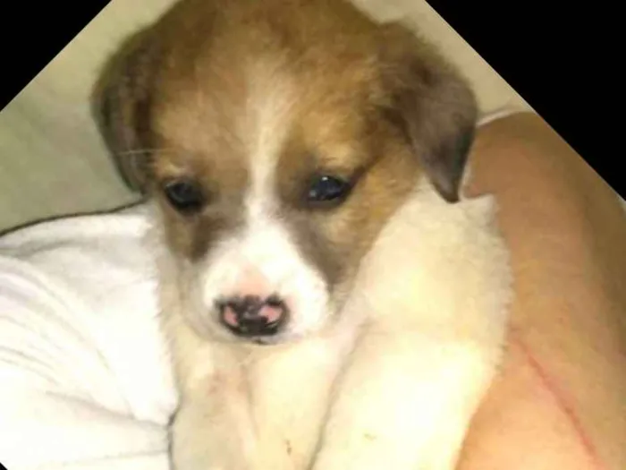 Cachorro ra a  idade Abaixo de 2 meses nome Filhotes Sueli 
