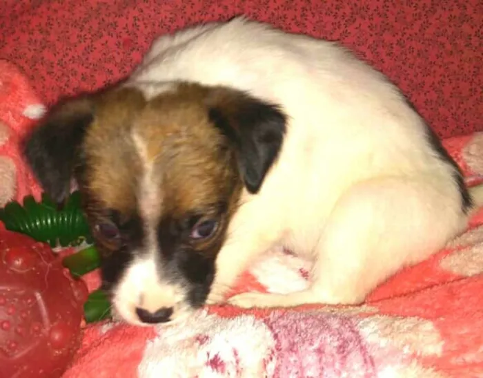 Cachorro ra a  idade Abaixo de 2 meses nome Filhotes Sueli 