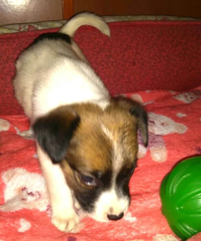 Cachorro ra a  idade Abaixo de 2 meses nome Filhotes Sueli 
