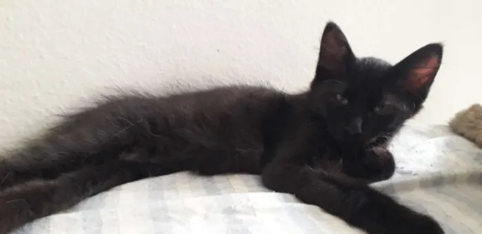 Gato ra a Vira vira idade 2 a 6 meses nome Pretinho 