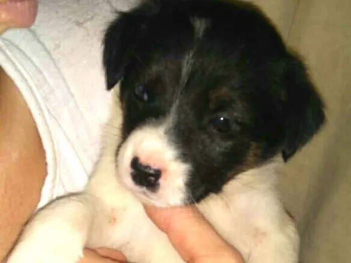 Cachorro ra a  idade Abaixo de 2 meses nome Filhotes Sueli 