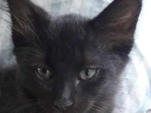 Gato ra a Vira vira idade 2 a 6 meses nome Pretinho 