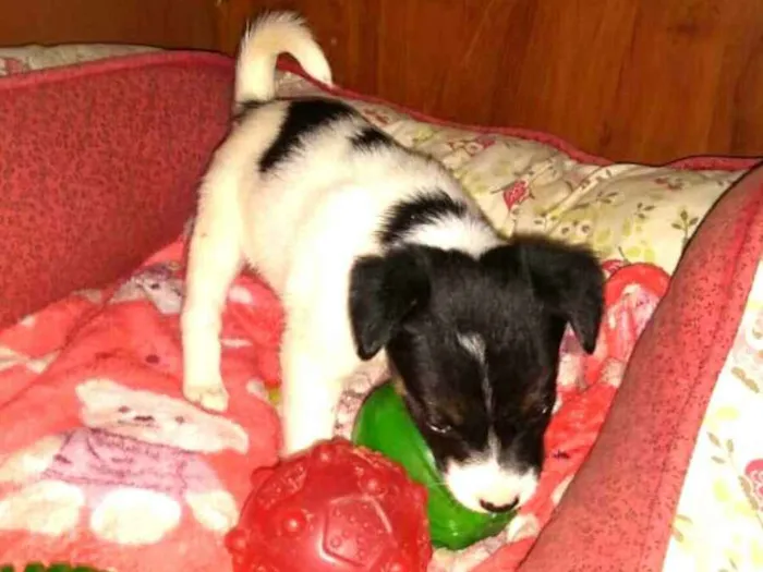 Cachorro ra a  idade Abaixo de 2 meses nome Filhotes Sueli 