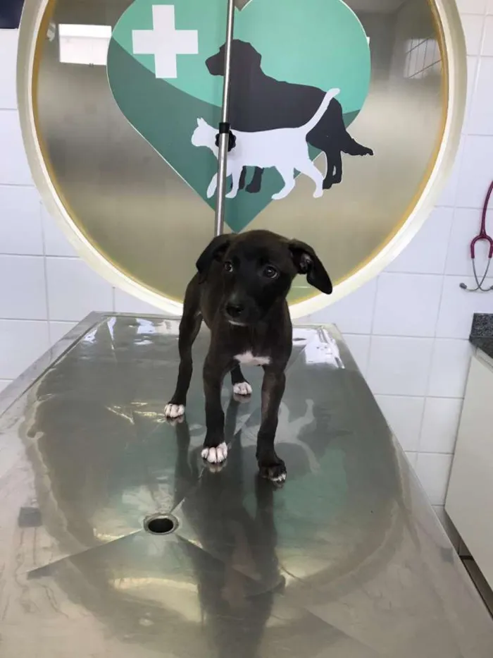 Cachorro ra a Sem raça idade 2 a 6 meses nome Sem nome