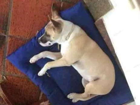 Cachorro raça Pitbull idade 7 a 11 meses nome Thor