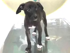 Cachorro raça Sem raça idade 2 a 6 meses nome Sem nome