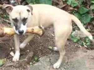 Cachorro raça Pitbull idade 7 a 11 meses nome Thor