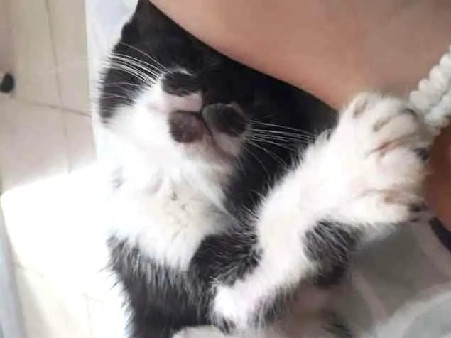 Gato ra a  idade 7 a 11 meses nome Lility